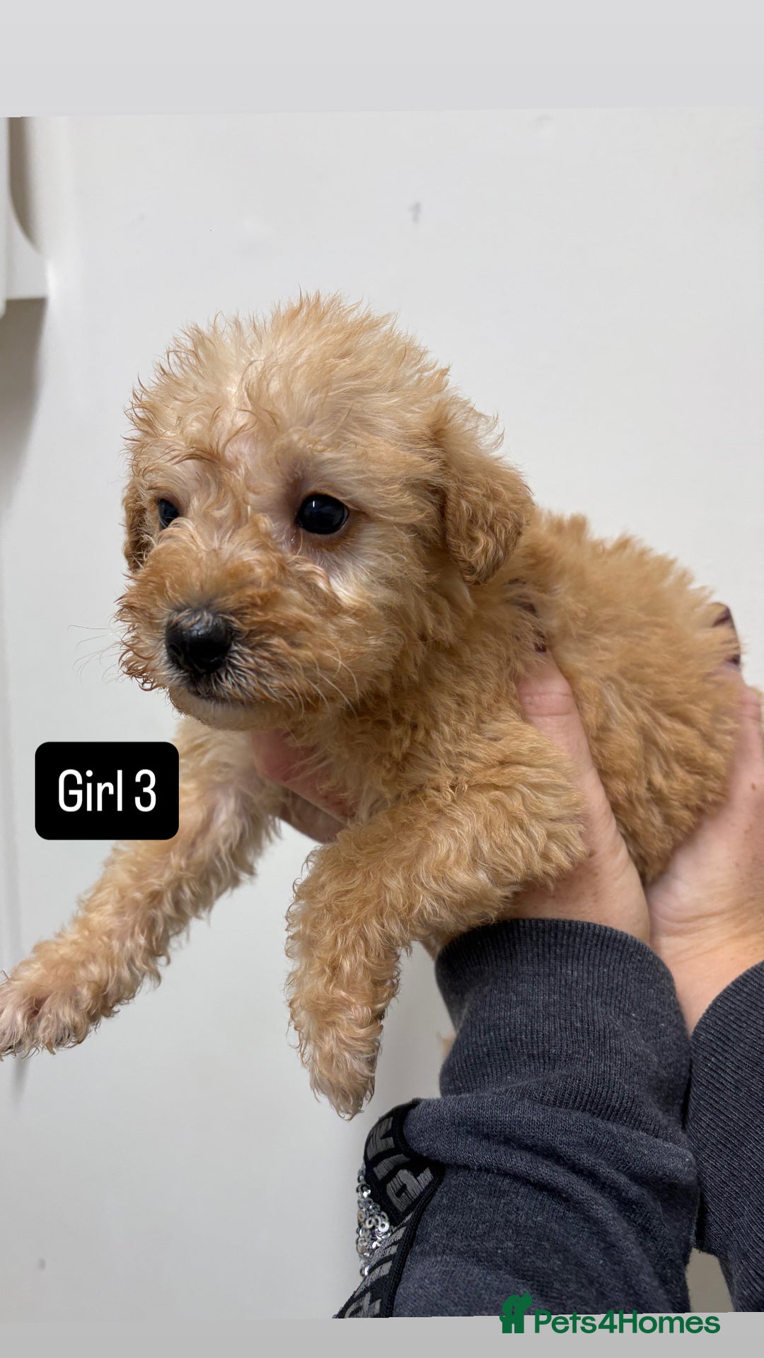 Jackapoo dogs for sale: KC Type jackapoo puppies ready to leave 3rd jan  - Advert 7