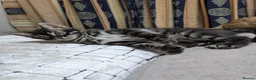 Bengal cats for sale: Bengal cross Kittens seeking forever homes - Advert 8