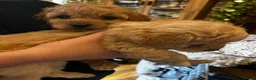 Cavapoo dogs for sale: F1B Cavapoos  - Advert 7