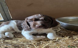 English Springer Spaniel dogs for sale: Liver and White Springer Spaniel Puppies - Image 6