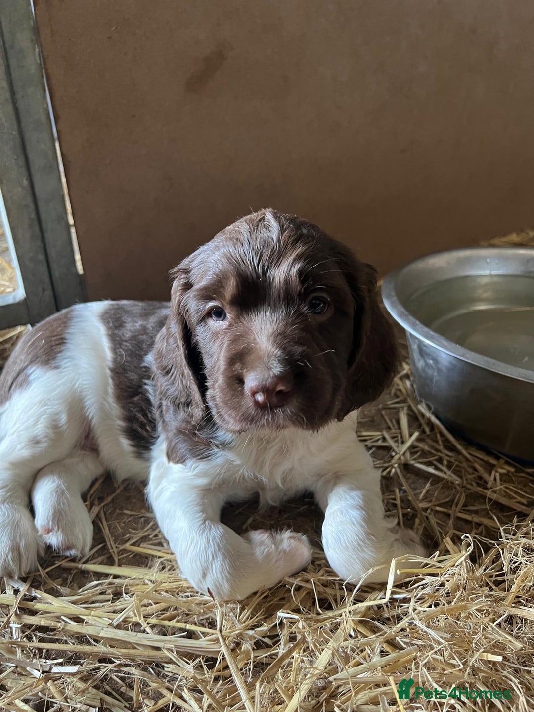 English Springer Spaniel dogs for sale: Liver and White Springer Spaniel Puppies - Image 6