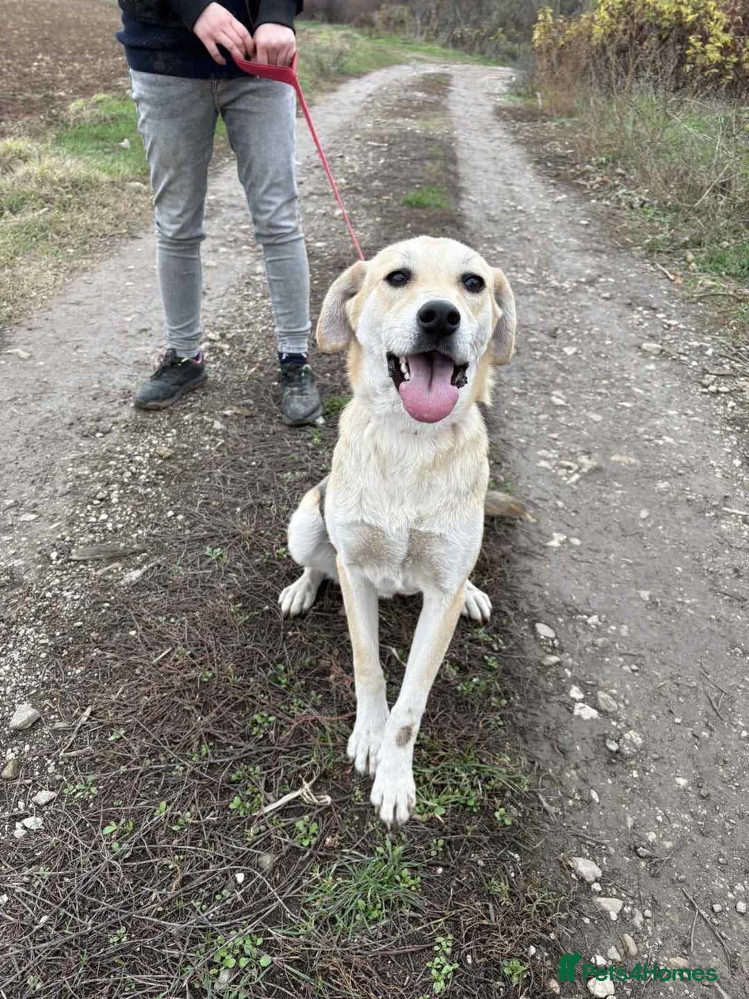 Mixed Breed dogs for adoption: Clara, 1.5 yrs approx. Available for adoption. - Advert 4