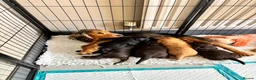 Cocker Spaniel dogs for sale: Stunning 5⭐️ show cockers 4th generation  - Advert 1