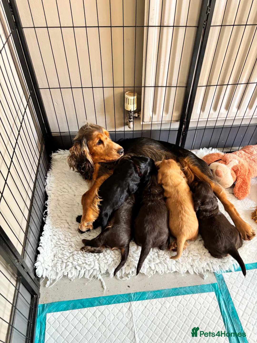 Cocker Spaniel dogs for sale: Stunning 5⭐️ show cockers 4th generation  - Advert 1