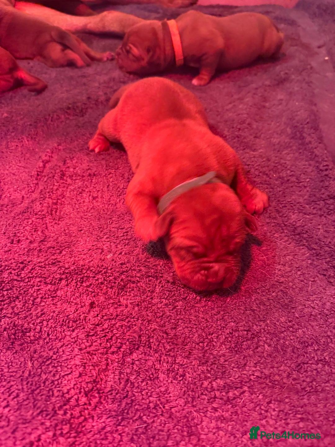 Dogue De Bordeaux dogs for sale: DOGUE DE BORDEAUX PUPPIES AVAILABLE 16/03/26 - Advert 8