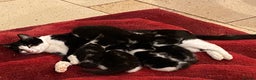 Mixed Breed cats for sale: Home-Raised Black & White Kittens– 10 Weeks Old 🐾 - Advert 14