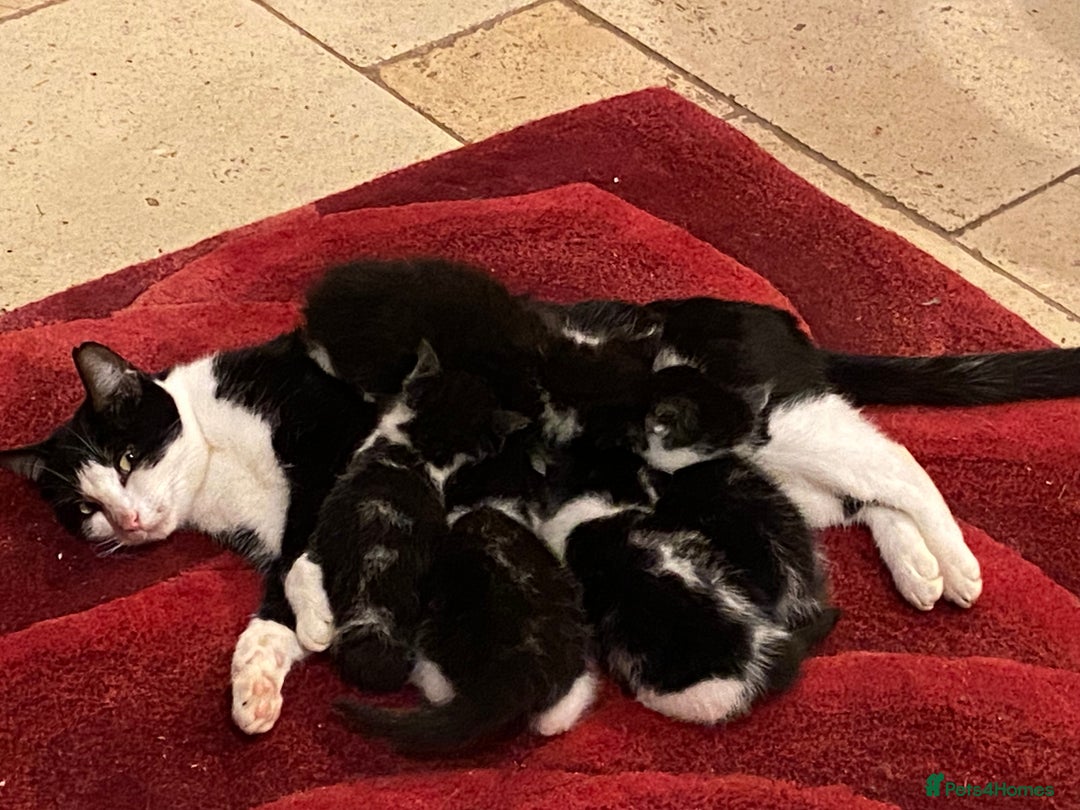 Mixed Breed cats for sale: Home-Raised Black & White Kittens– 10 Weeks Old 🐾 - Advert 14