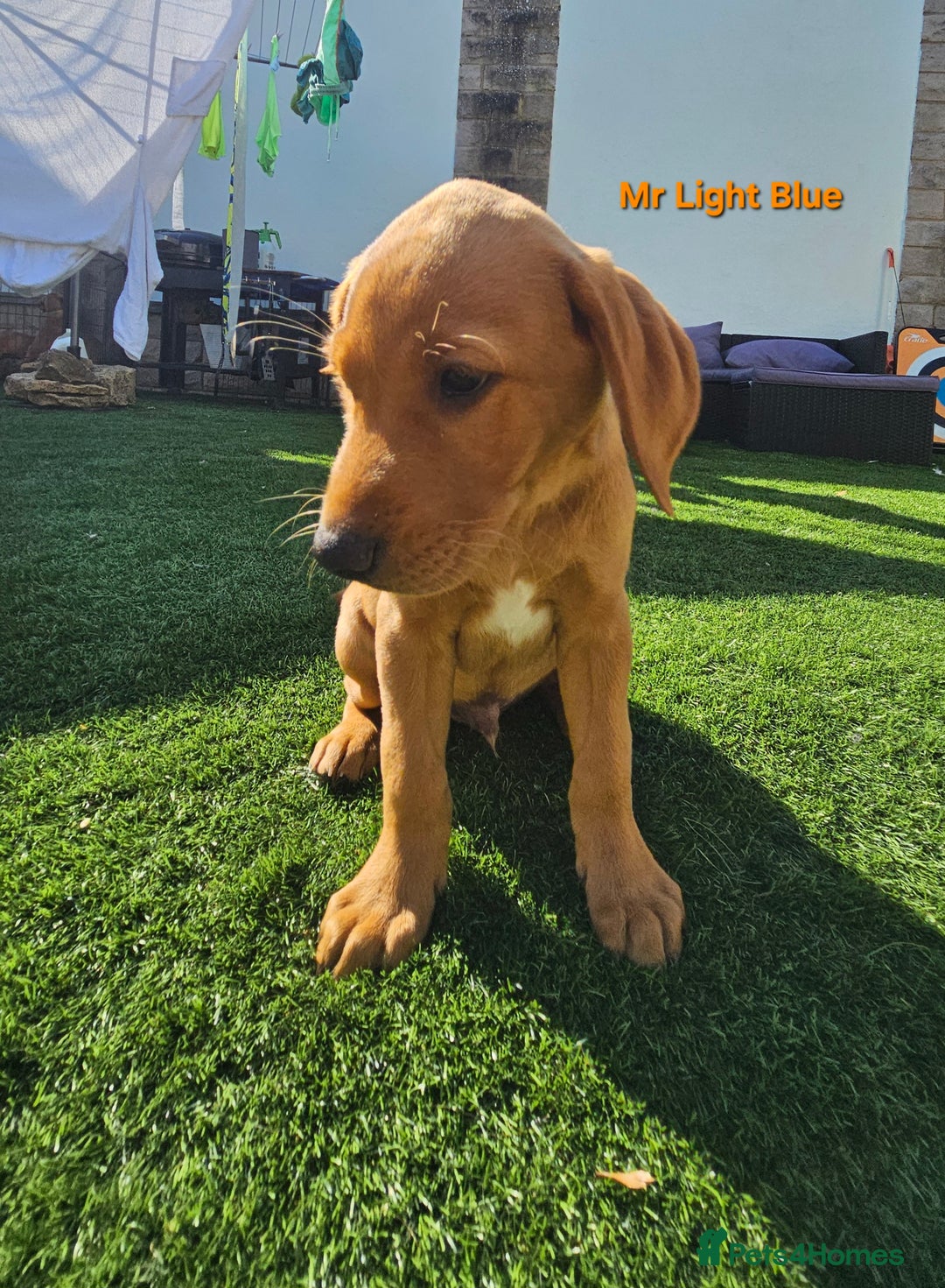 Labrador Retriever dogs for sale: Fox Red Labrador Retriever KC Registered puppies in Wetherby - Image 5