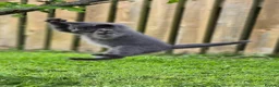 British Shorthair cats for sale: Beautiful British Shorthair Cross Kittens - Advert 28