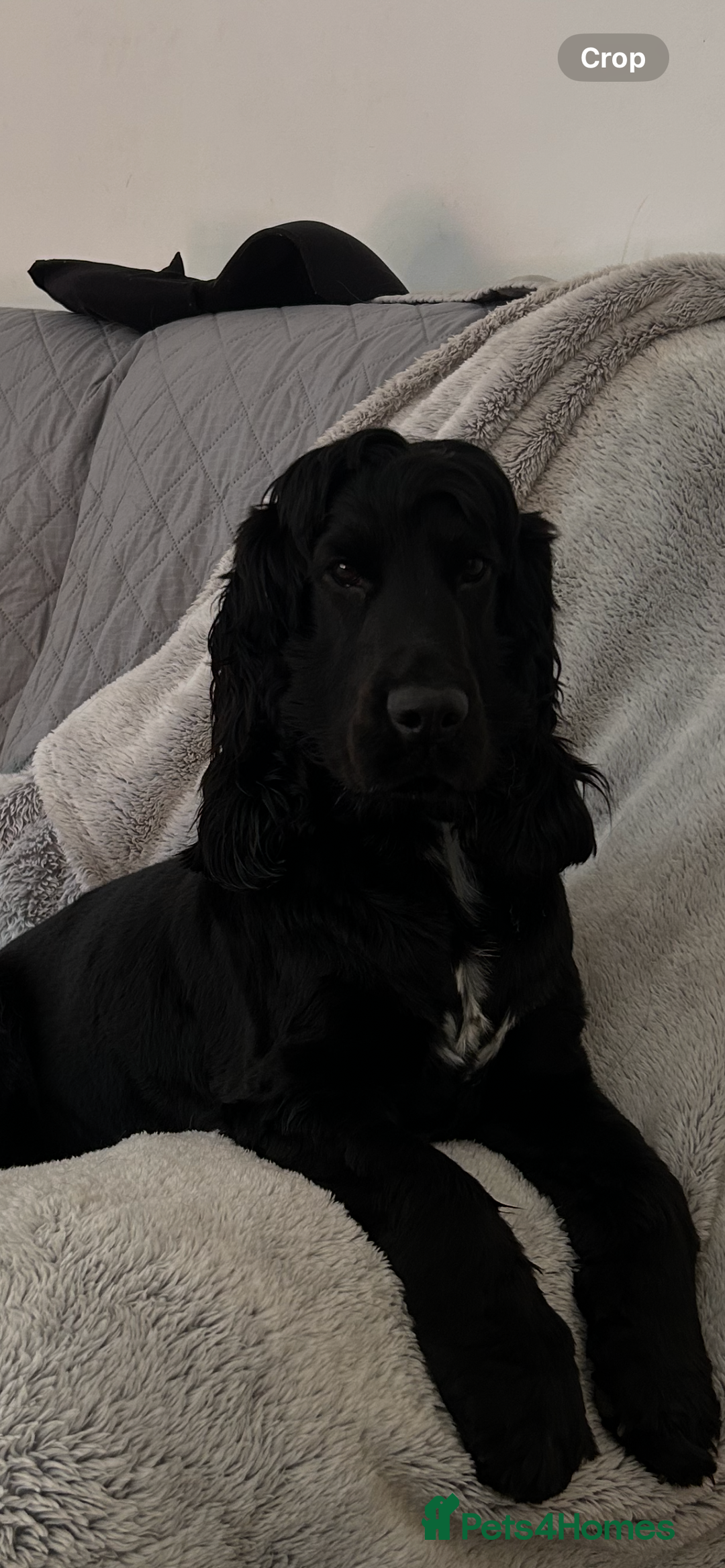 Cocker Spaniel dogs for sale: Show cocker spaniel  - Advert 2