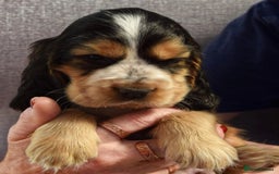 Cocker Spaniel dogs for sale: Kc reg show Cocker Spaniel, 5* Licensed breeder - Image 9