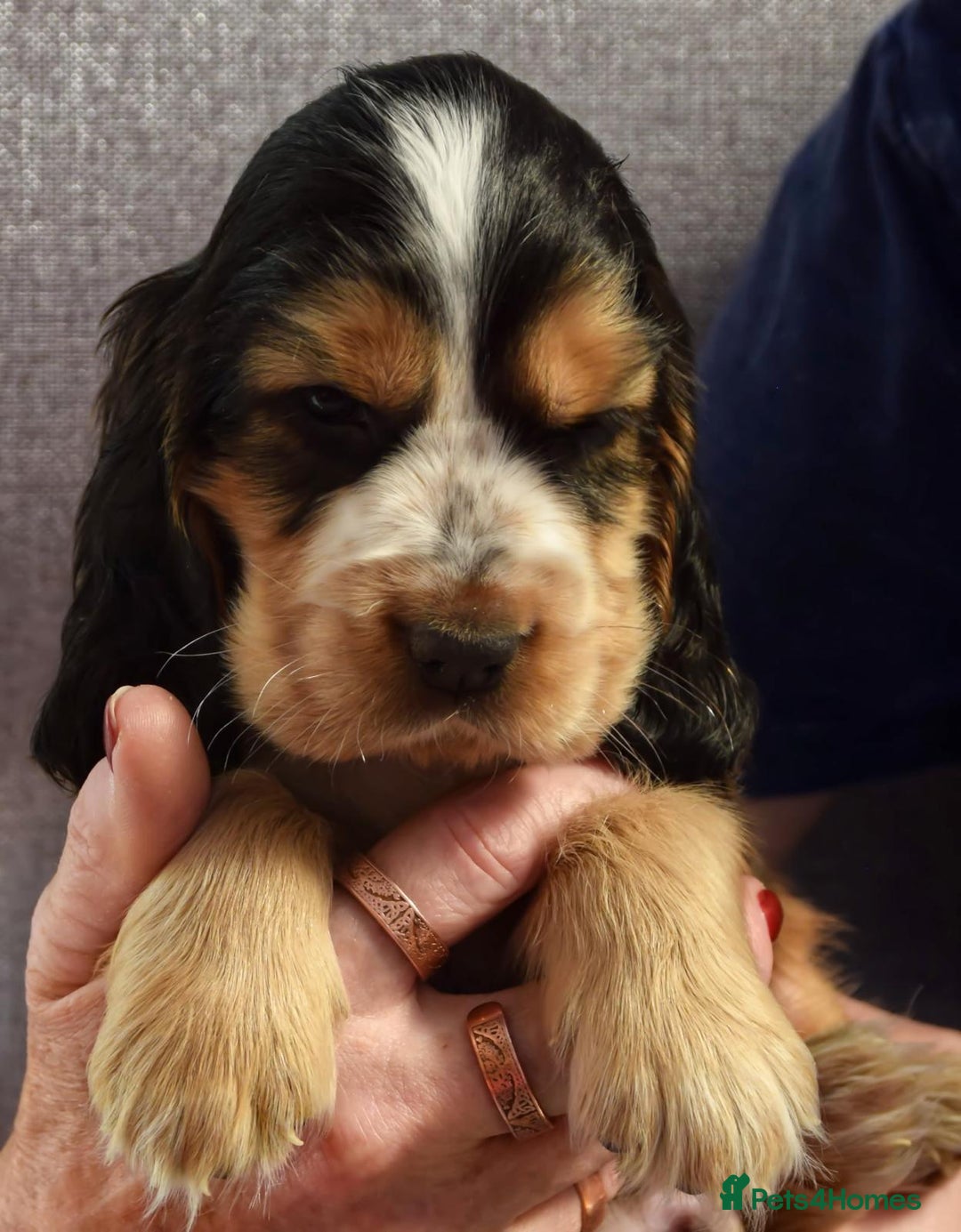 Cocker Spaniel dogs for sale: Kc reg show Cocker Spaniel, 5* Licensed breeder - Image 9