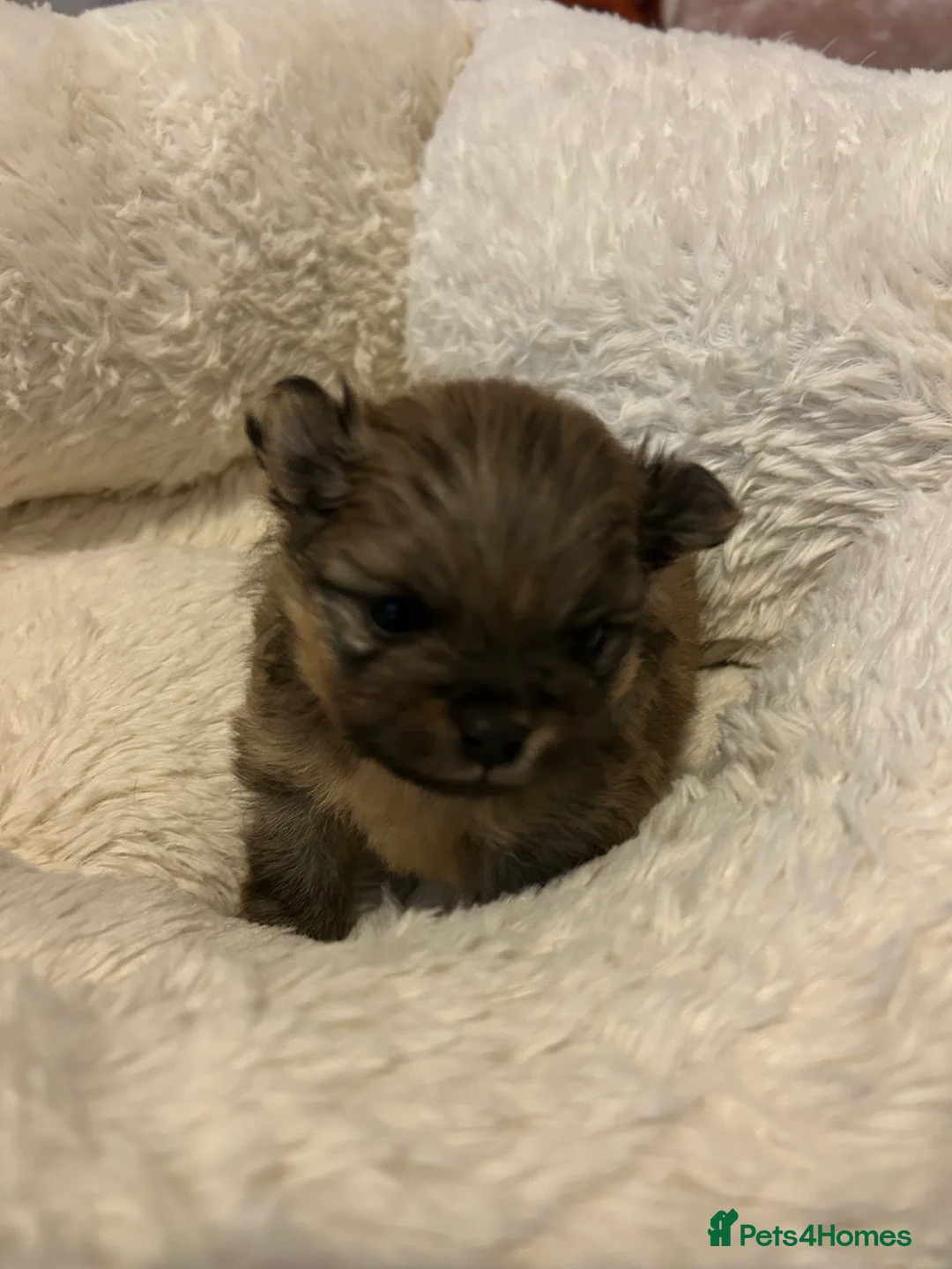 Pomeranian dogs for sale: Two little stunners - Advert 7