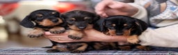 Miniature Dachshund dogs for sale: KC reg Miniature Wirehaired Dachshund pups - Advert 4