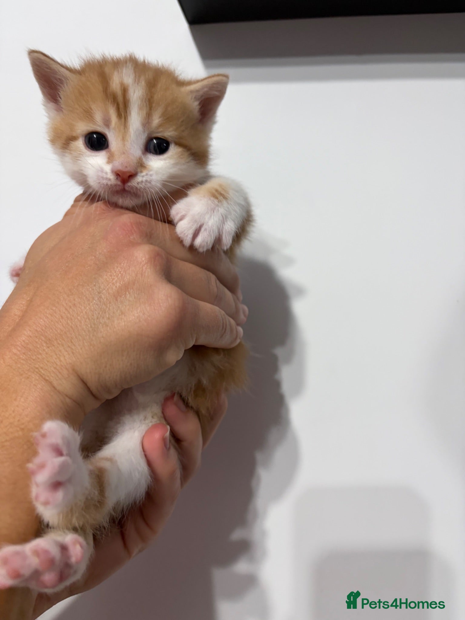 Mixed Breed cats READY THIS weekend!Beautiful kittens - Advert 16