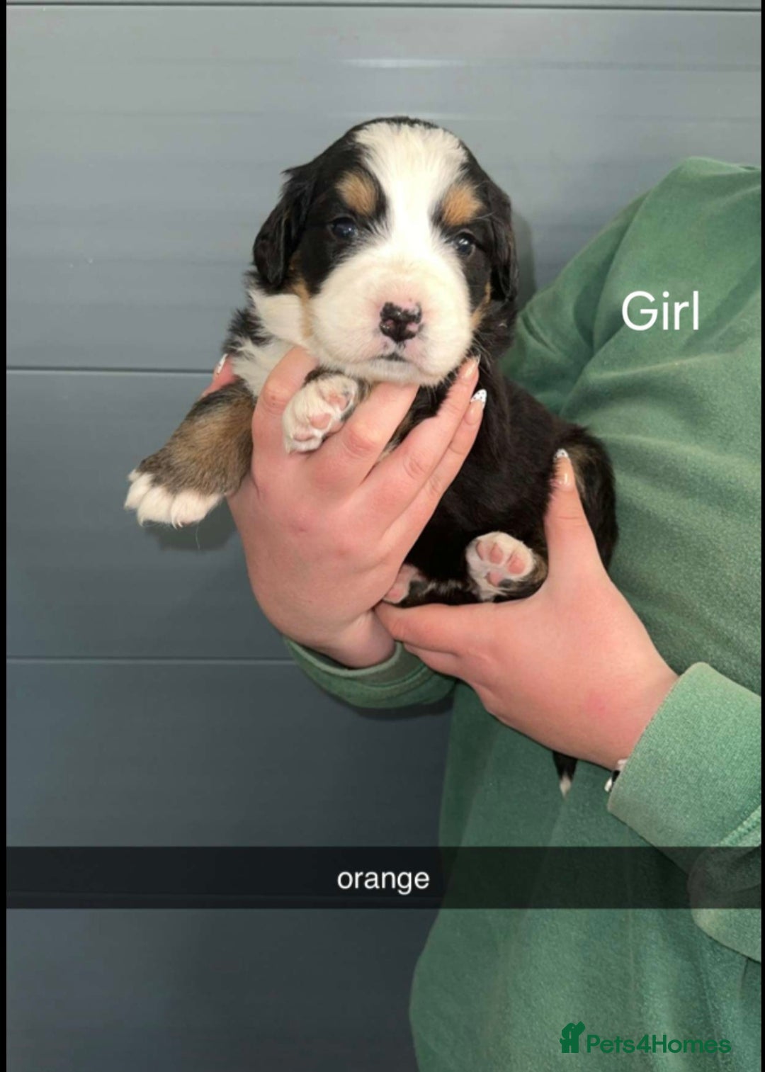 Bernese Mountain Dog dogs for sale: Gorgeous bernese mountain pups  - Image 5