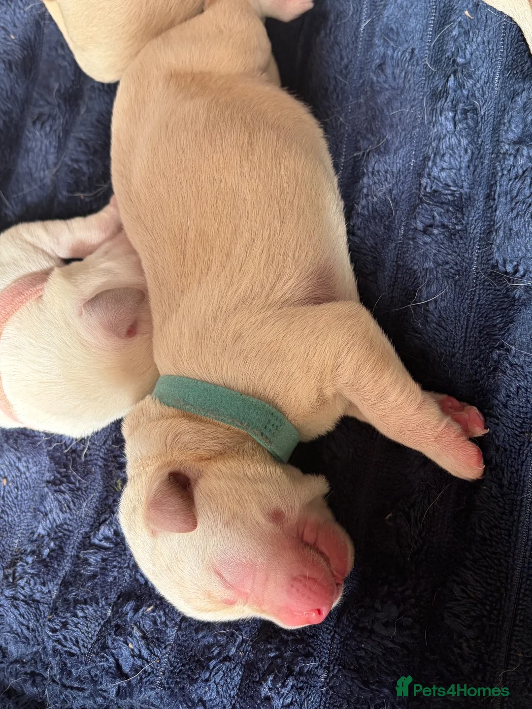 Labrador Retriever dogs for sale: 5 beautiful male labradors in Caerphilly - Advert 22