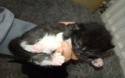 Domestic Shorthair cats for sale: 2 beautiful kittens - Image 2