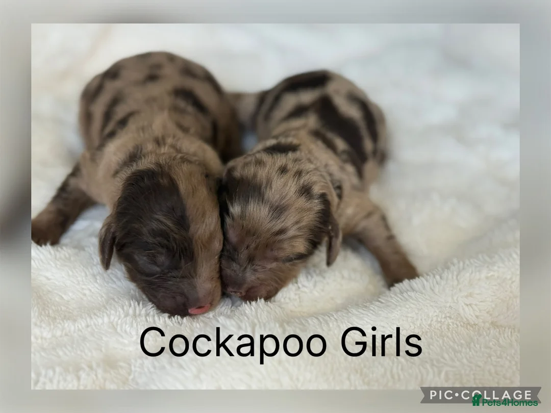 Cocker Spaniel dogs for sale: Choc & Choc Merle F1 Cockapoo’s - Advert 1
