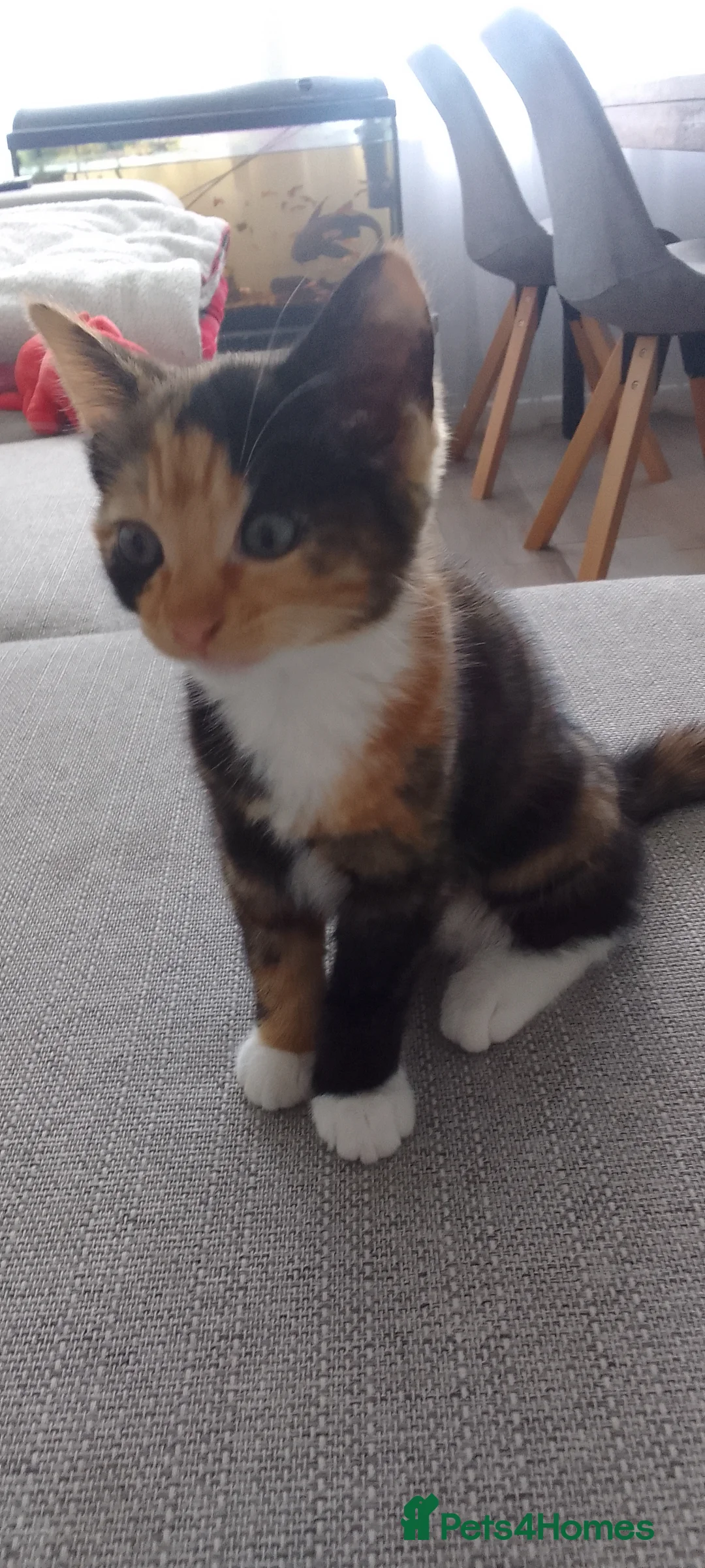 Mixed Breed cats for sale: 8 weks old kittens  . 3 girls and 1 boy in Dover - Advert 2