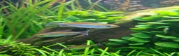 Tetras fish for sale: My congo tetras need rehoming - Advert 1