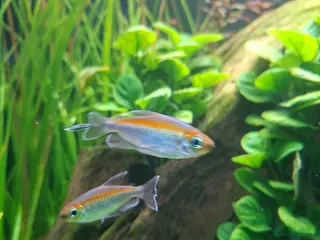 Tetras fish My congo tetras need rehoming - Advert 4