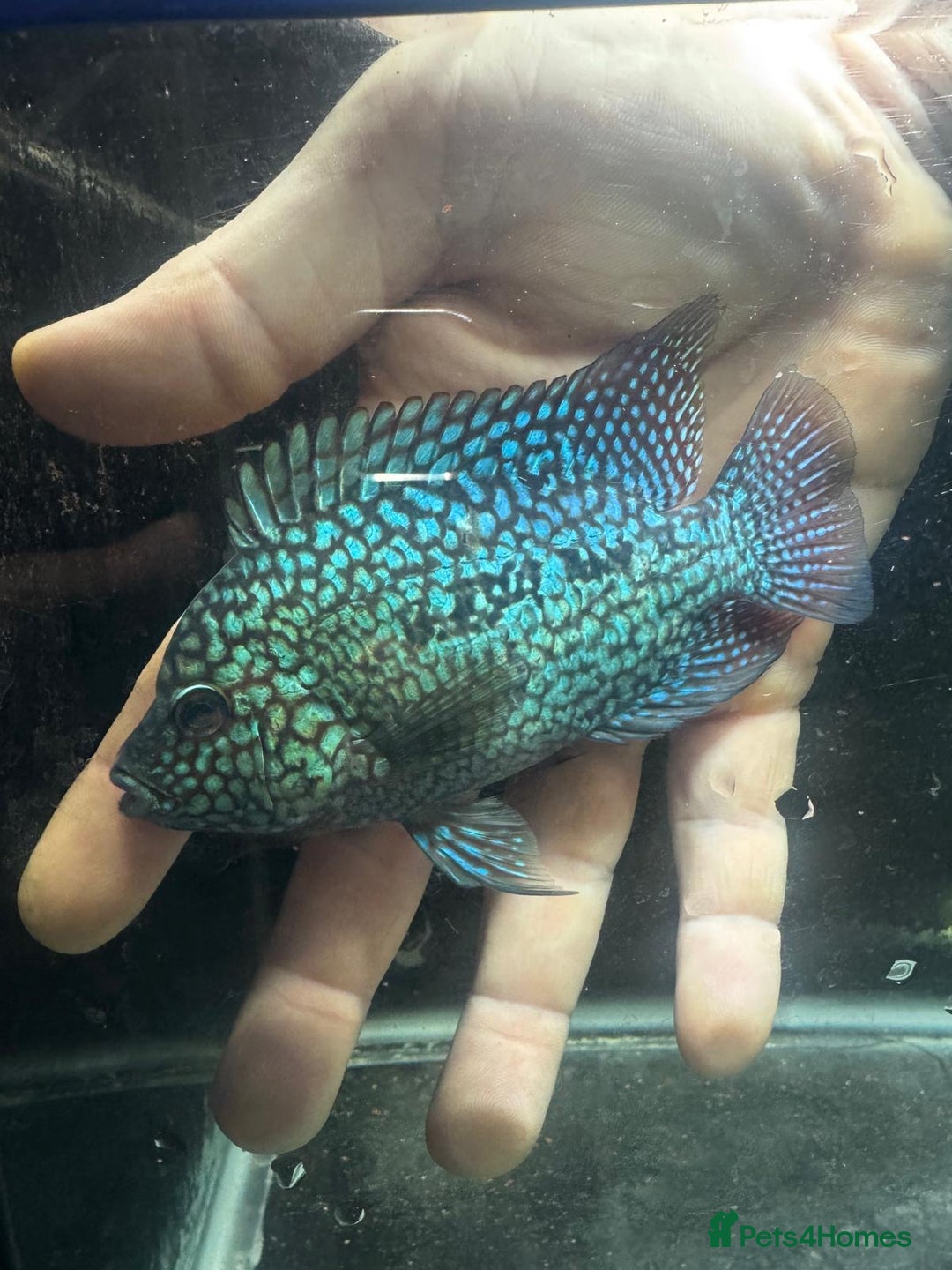 Cichlids fish for sale: Crystal parrot & srt - Advert 7