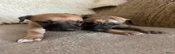 Whippet dogs for sale: Beautiful Whippet Puppies  - Advert 2