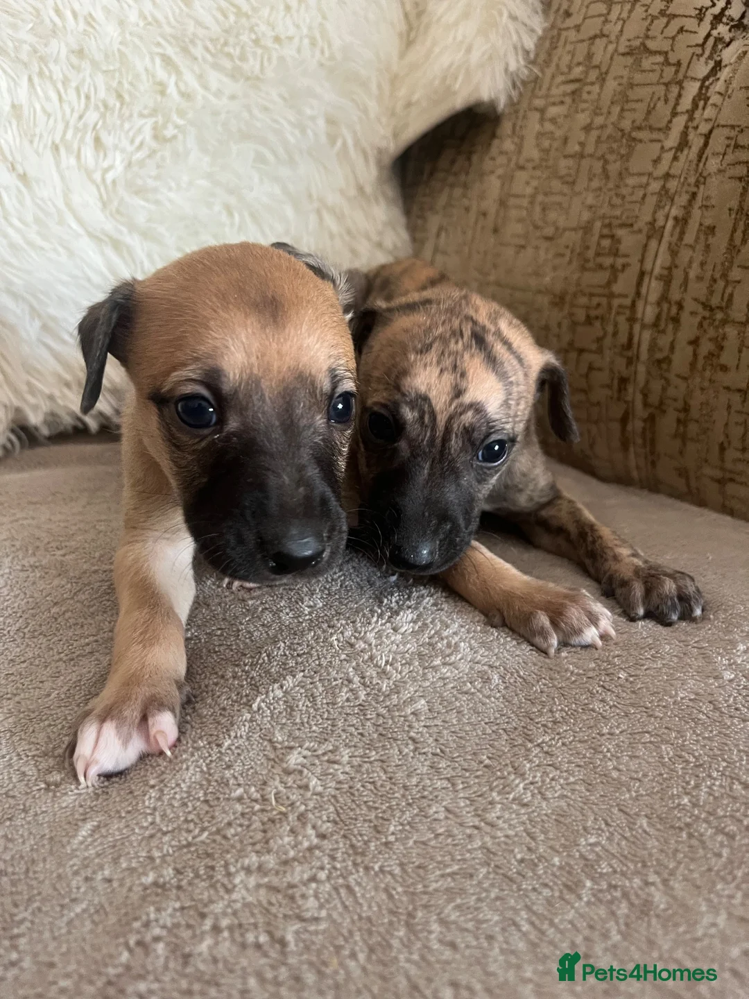 Whippet dogs for sale: Beautiful Whippet Puppies  - Advert 2