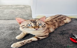 Bengal cats for sale: 🐾Gorgeous Pure Bengals Ready Now🐾 - Image 6
