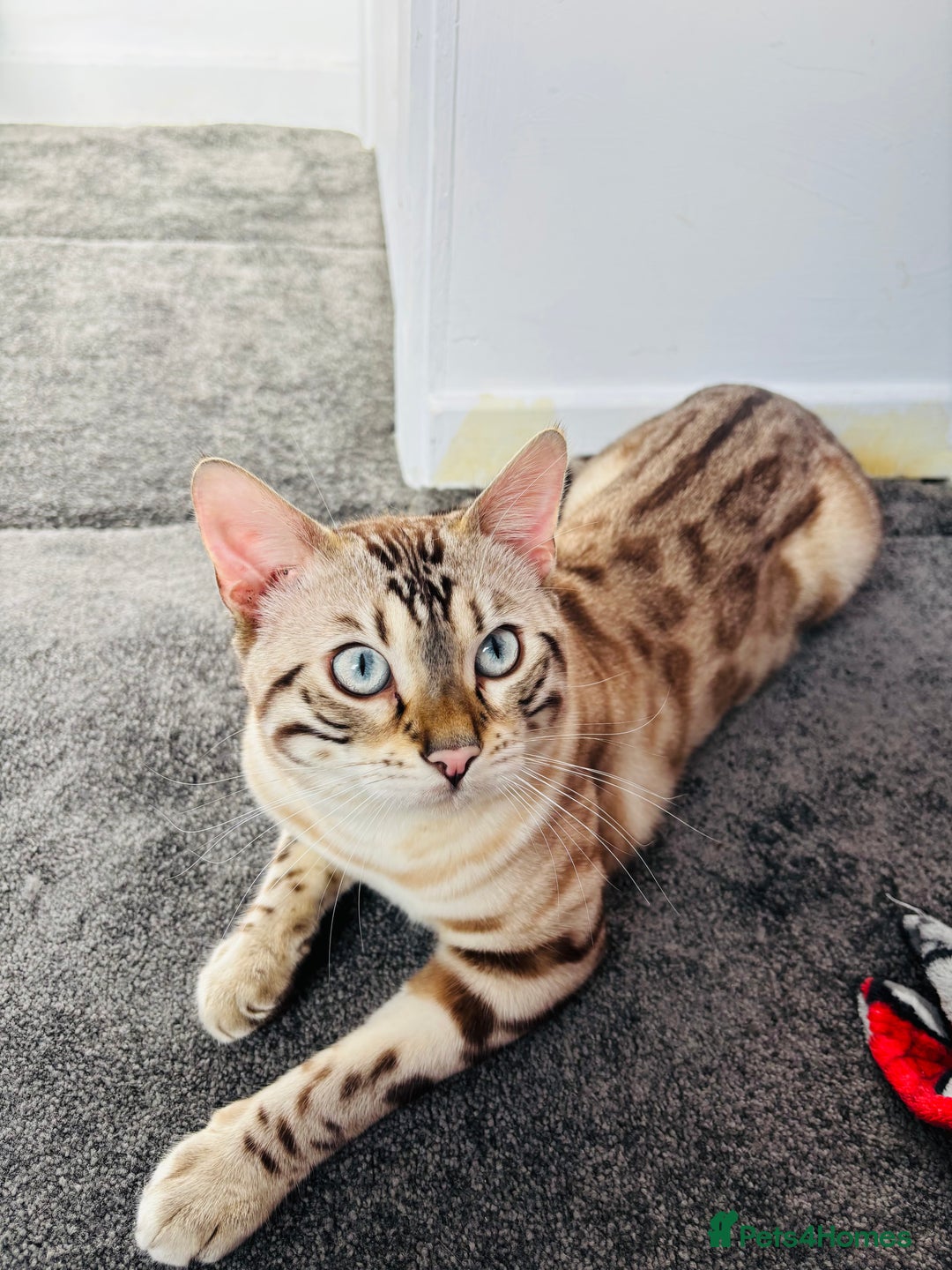 Bengal cats for sale: 🐾Gorgeous Pure Bengals Ready Now🐾 - Image 6