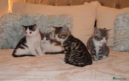 Mixed Breed cats for sale: 6 Adorable Playful Kittens for Sale - Image 28