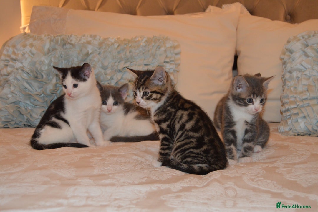 Mixed Breed cats for sale: 6 Adorable Playful Kittens for Sale - Image 28
