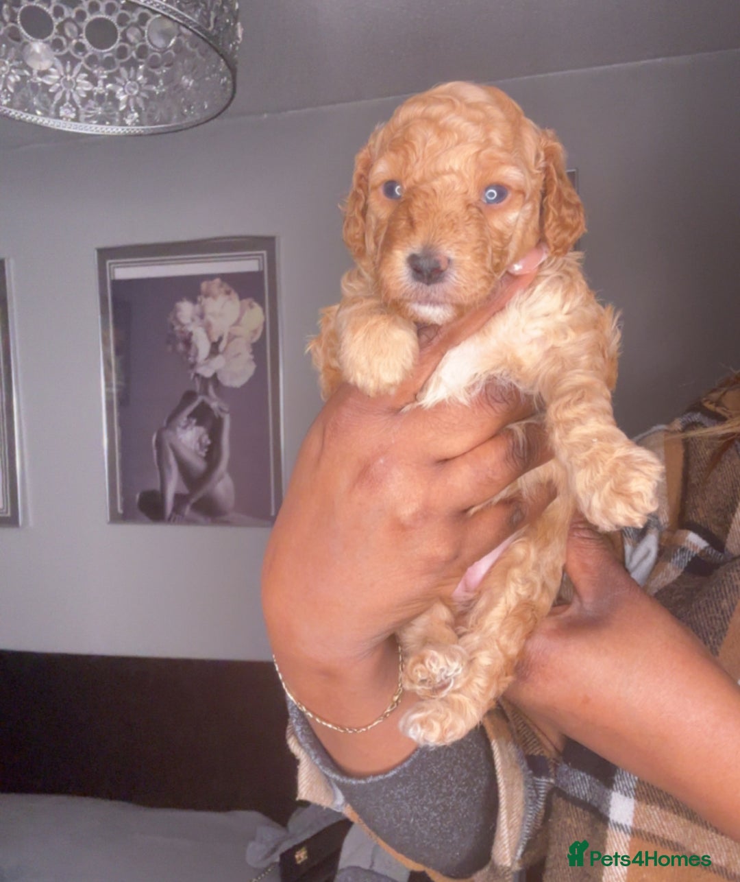 Cockapoo dogs for sale: 🐾 Beautiful Cockapoo Puppies🐾 - Advert 4