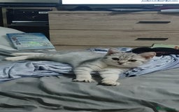 British Shorthair cats for sale: Beautiful silver spotted BSH for sad sale  - Image 11