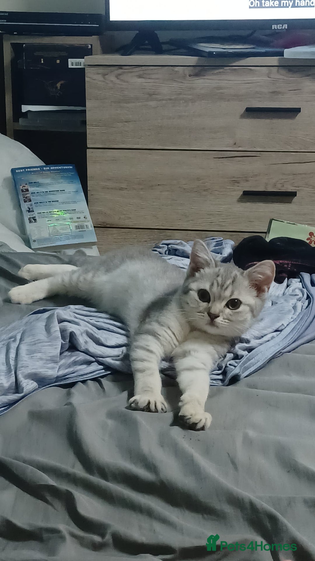 British Shorthair cats for sale: Beautiful silver spotted BSH for sad sale  - Image 11