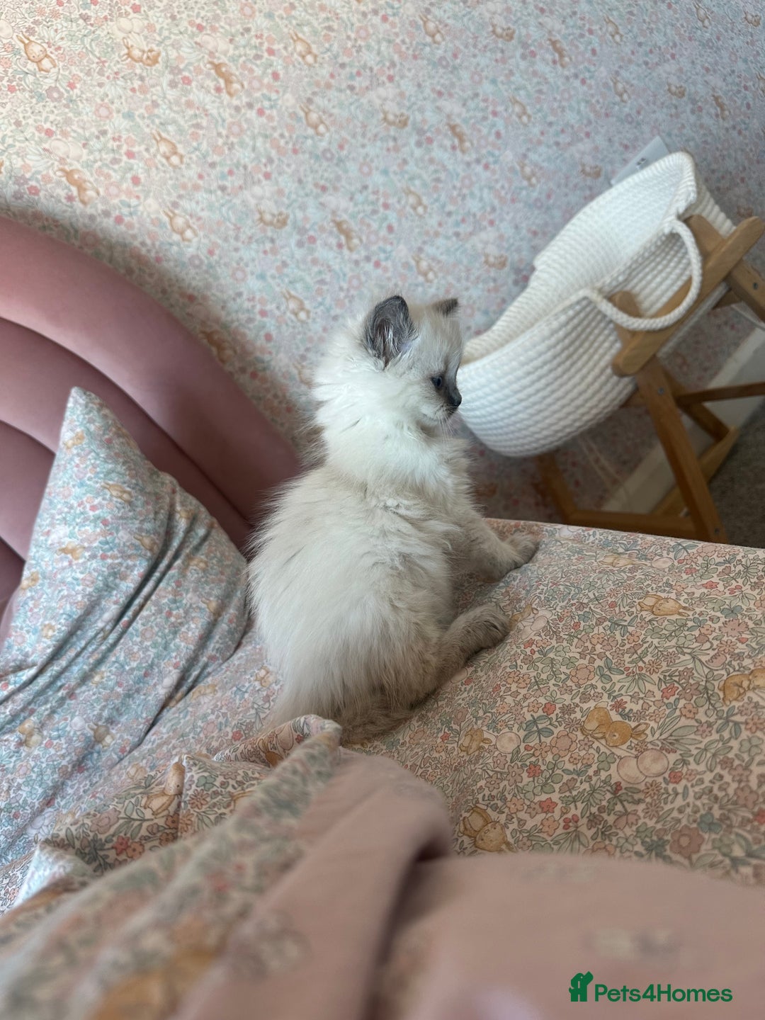 Ragdoll cats for sale: 2 PURE BRED CHAMPION LINE RAGDOLLS READY NOW - Advert 13