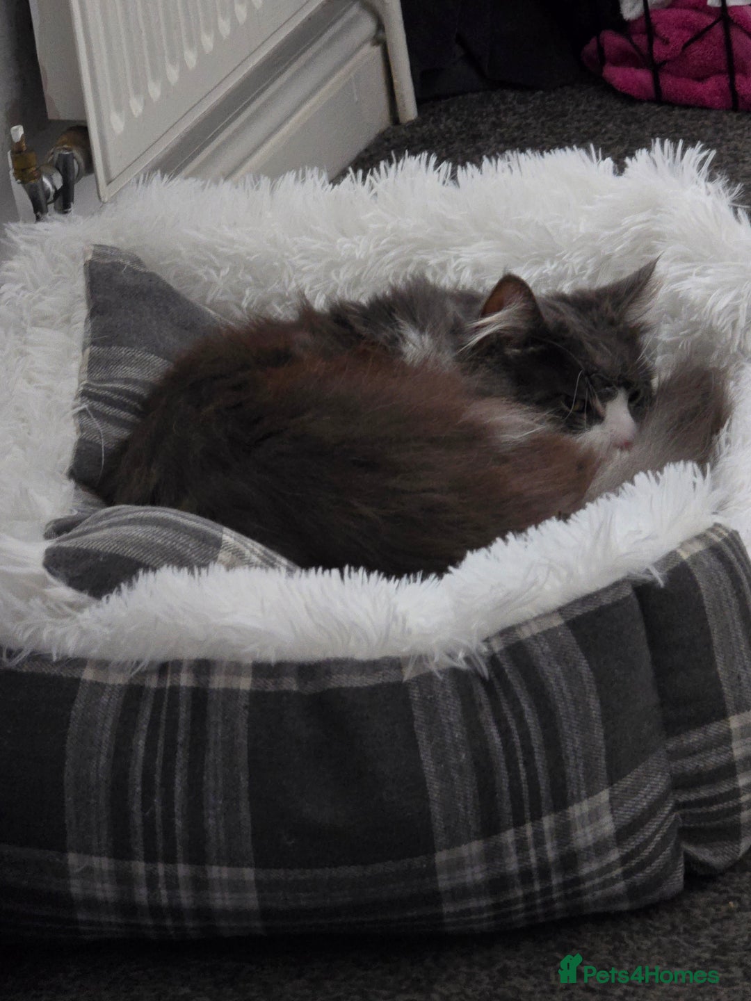 Maine Coon cats for sale: 5* Home only maine coon rehome 2 years old - Advert 4