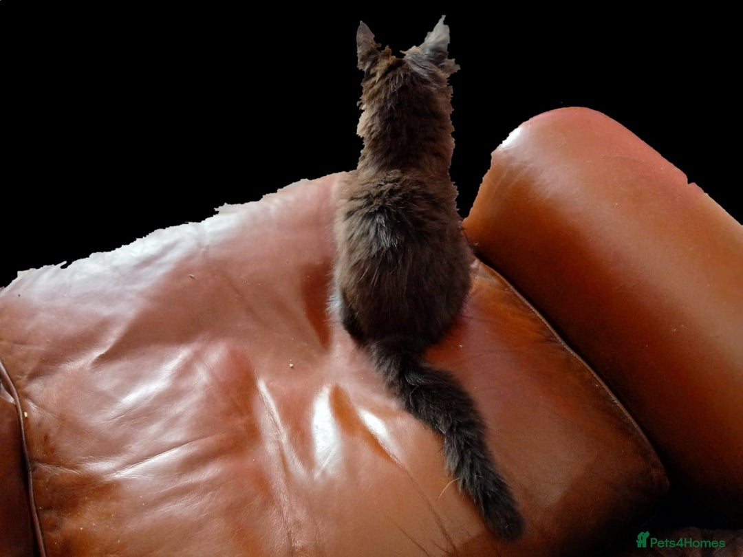 Maine Coon cats for sale: One maincoone boy  - Image 5