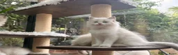 Ragdoll cats for sale: 🏆Sired by Imperial Grand Champion TICA REGISTERED - Advert 11