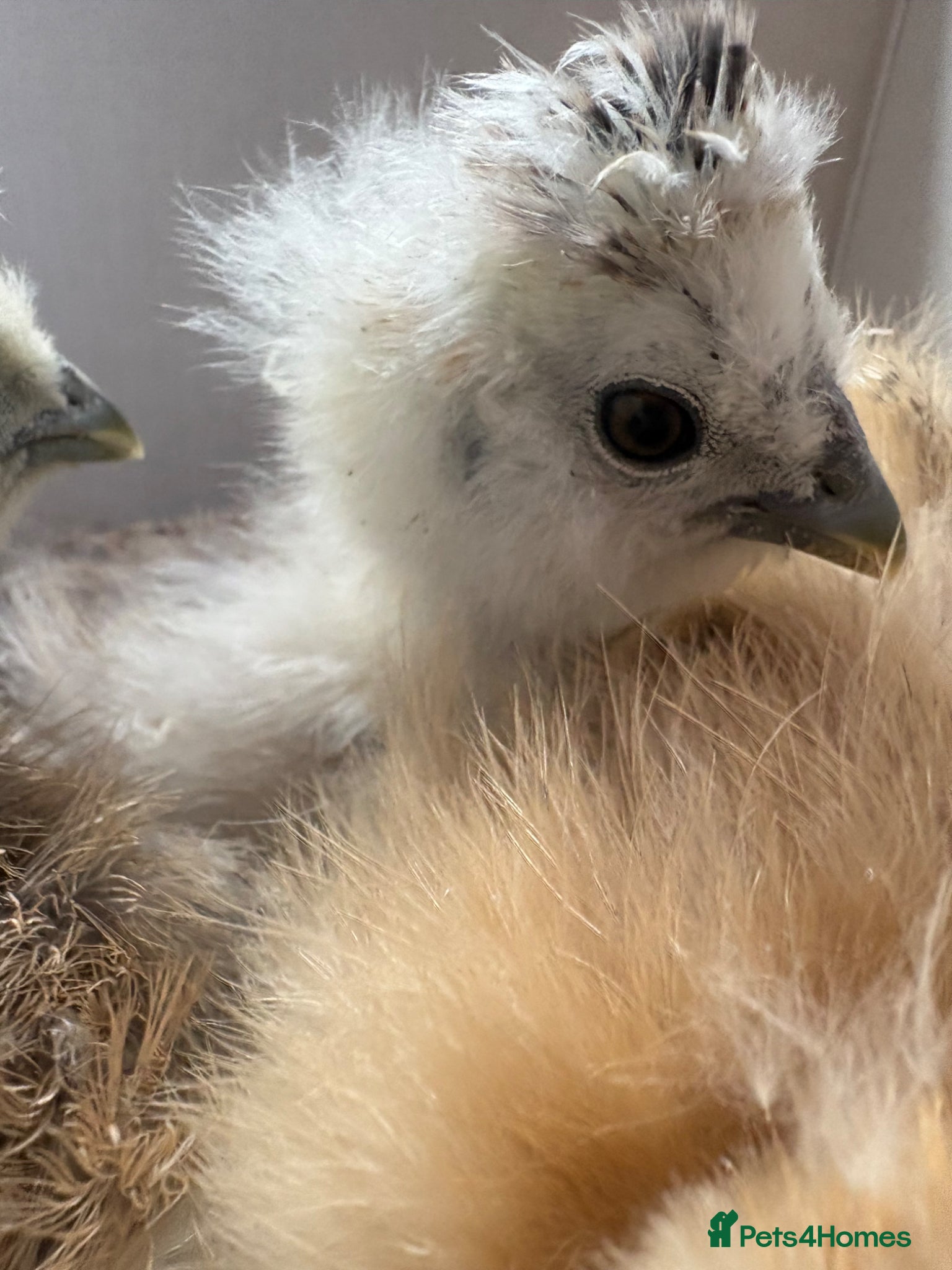 Chickens poultry USA silkie chicks  - Advert 5