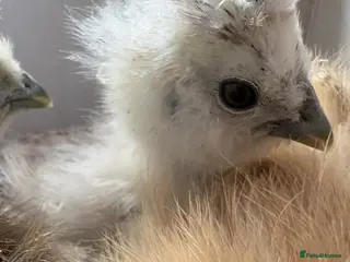 Chickens poultry USA silkie chicks - Advert 1