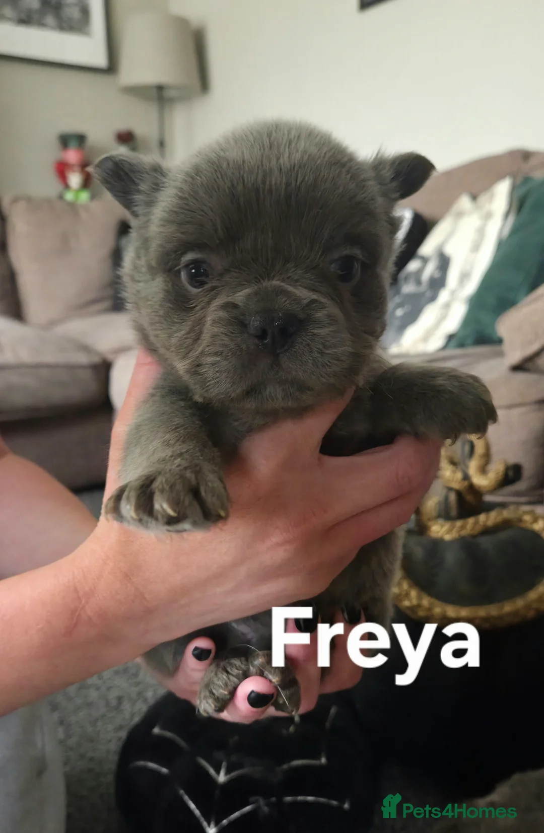 French Bulldog dogs for sale: Visual Fluffy French Bulldog puppies  - Advert 2
