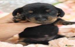 Miniature Dachshund dogs for sale: KC Miniature Dachshund Puppies - Image 11