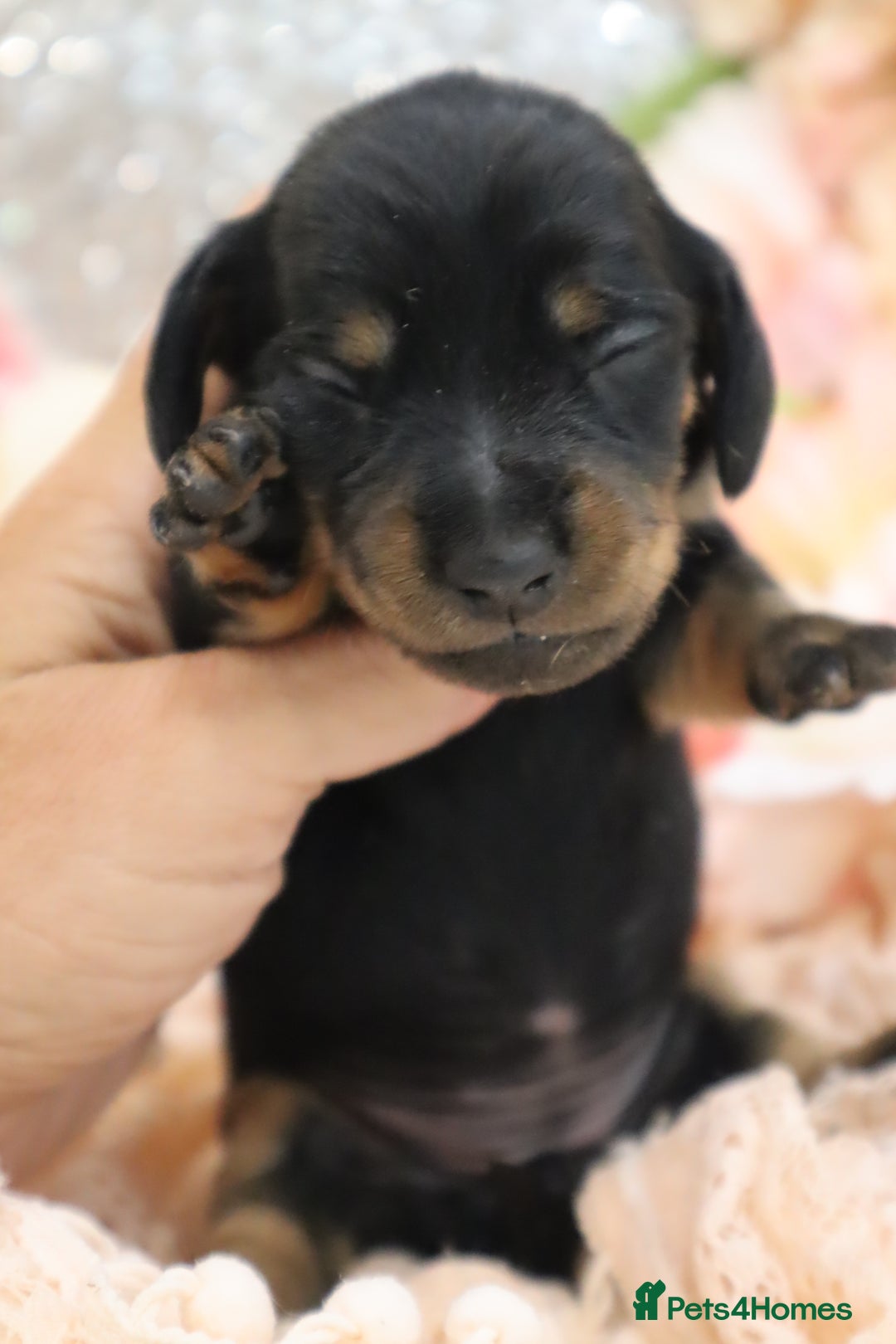 Miniature Dachshund dogs for sale: KC Miniature Dachshund Puppies - Image 11