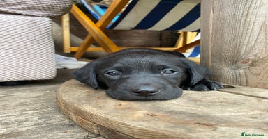 Labrador Retriever dogs - Advert 4