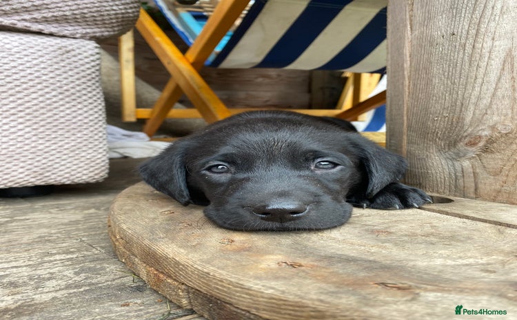 Labrador Retriever dogs - Advert 4