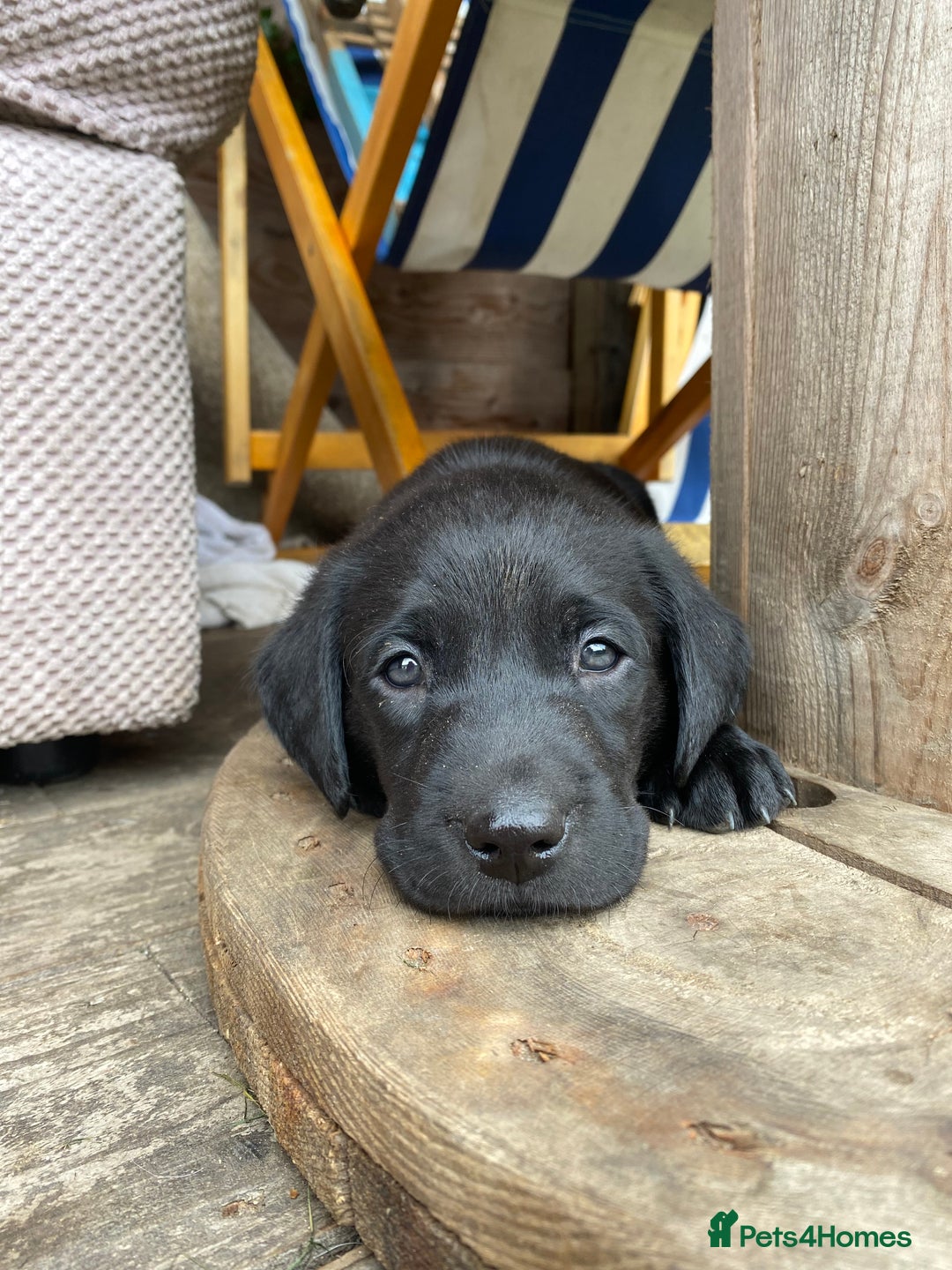Labrador Retriever dogs for sale: Stunning Labrador Puppies - Image 4