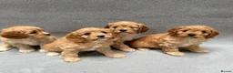 Cavapoo dogs for sale: Stunning health Tested Cavapoo puppies - Advert 2