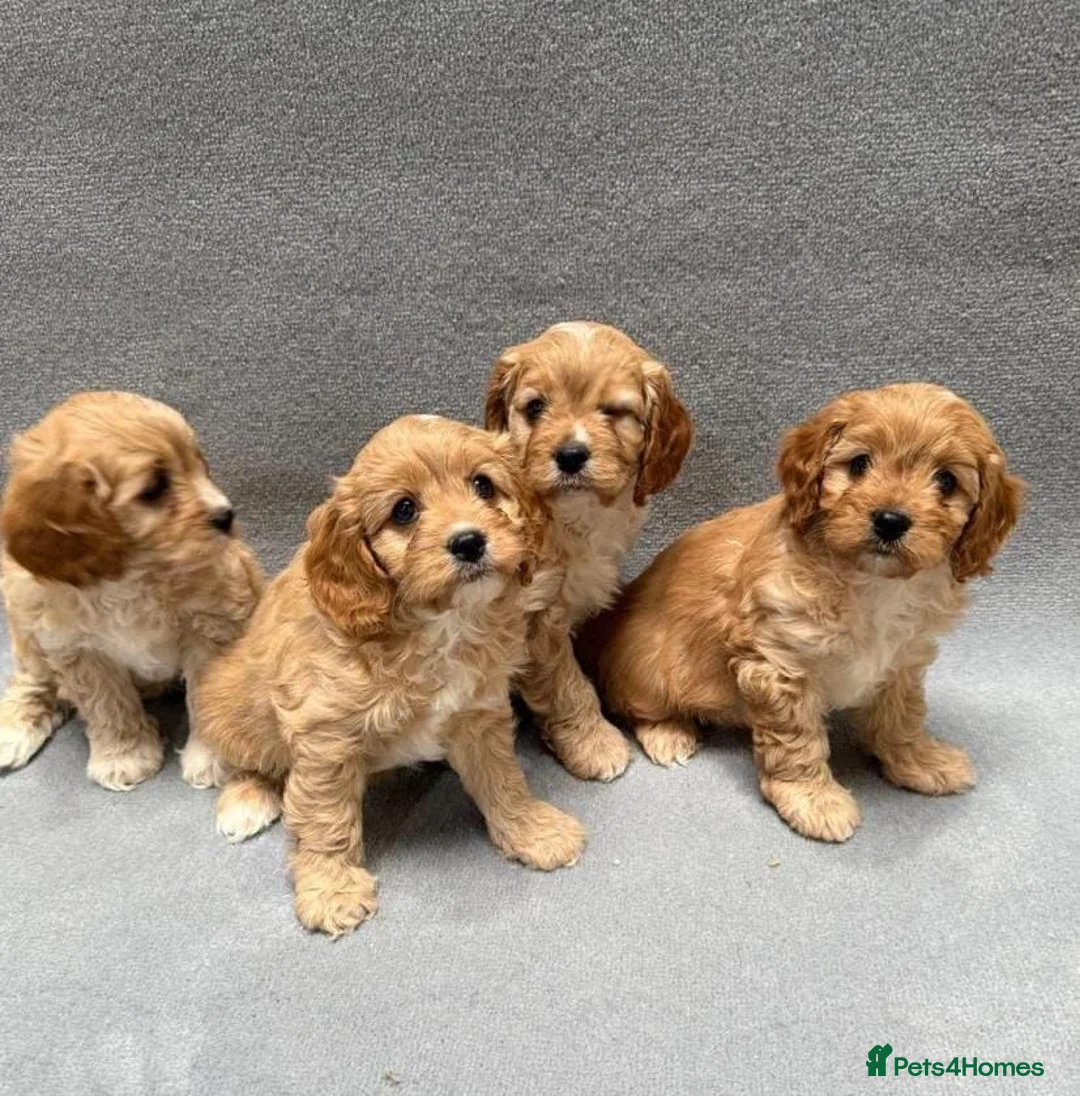 Cavapoo dogs for sale: Stunning health Tested Cavapoo puppies - Advert 2